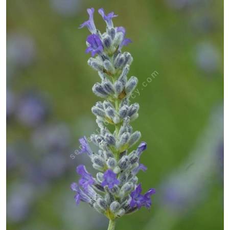 Lavandula x chaytorea 'Molten Silver' ®, Lavande grise