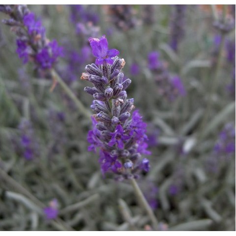 Lavandula x chaytorae 'Richard Gray'