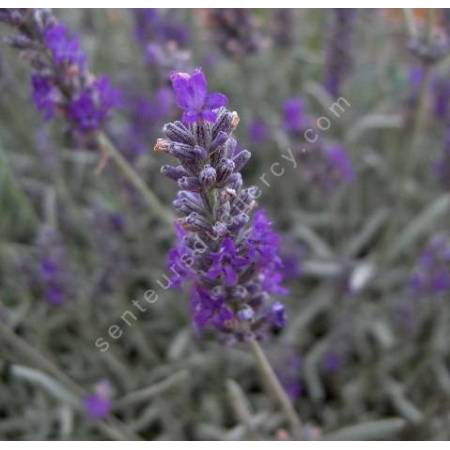 Lavandula x chaytorea 'Richard Gray', Lavande grise