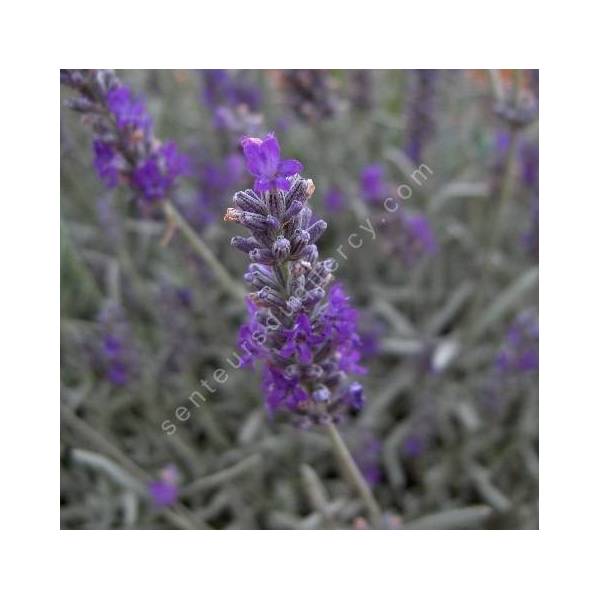 Lavandula x chaytorea 'Richard Gray', Lavande grise