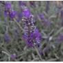 Lavandula x chaytorea 'Richard Gray', Lavande grise