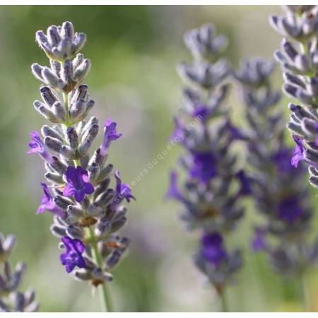 Lavandula x chaytorae 'Sawyers' - Lavande grise