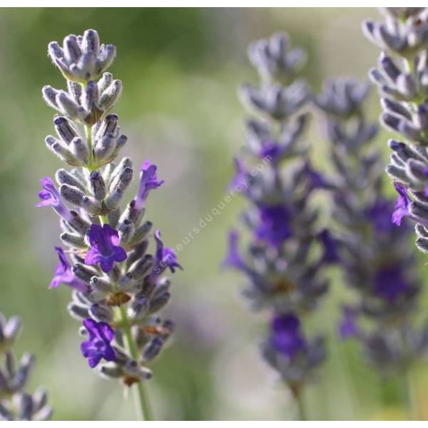 Lavandula x chaytorae 'Sawyers' - Lavande grise