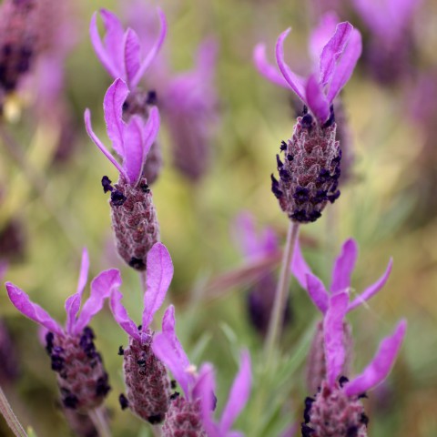 Lavandula stoechas subsp. pedunculata