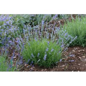 Lavandula angustifolia 'Ashdown Forest', Vraie Lavande