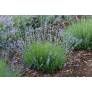 Lavandula angustifolia 'Ashdown Forest', Vraie Lavande