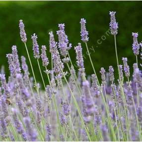 Lavandula x intermedia 'Fragrant Memories', Lavandin parfumé