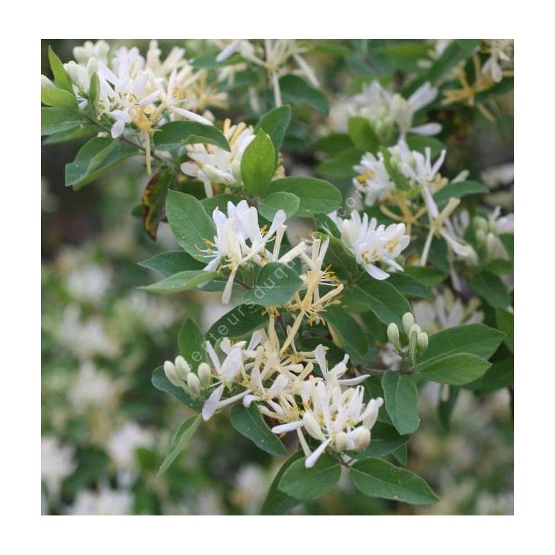 Lonicera morrowii - Chèvrefeuille odorant