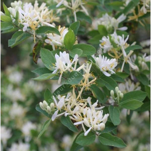 Lonicera morrowii - Chèvrefeuille odorant Lonicera morrowii - Chèvrefeuille odorant
