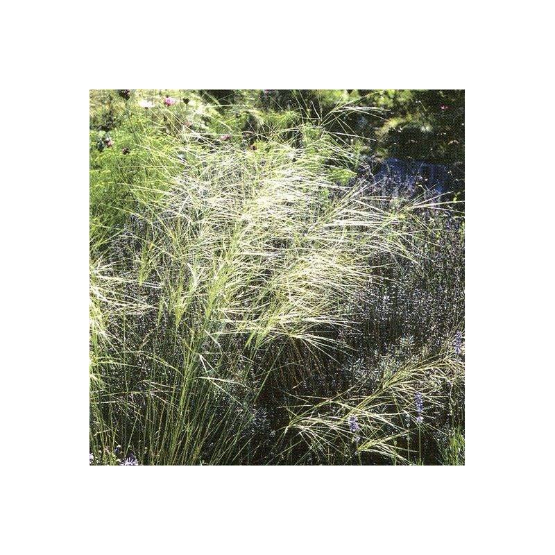 Stipa capillata - Stipe voile de mariée