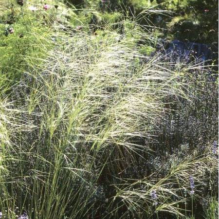 Stipa capillata - Stipe voile de mariée