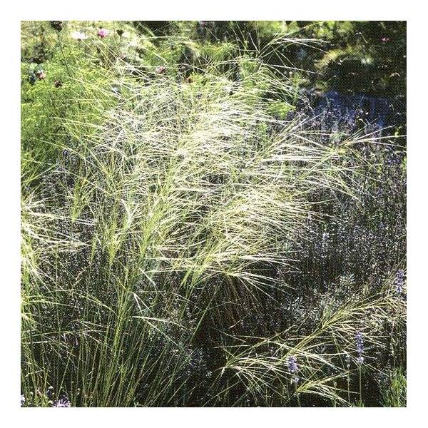 Stipa capillata - Stipe voile de mariée