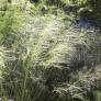 Stipa capillata - Stipe voile de mariée