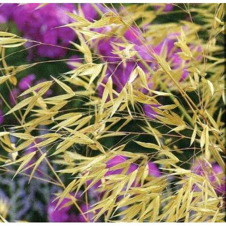 Stipa gigantea, Stipe géante