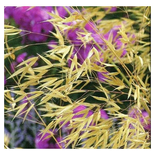 Stipa gigantea, Stipe géante