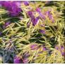 Stipa gigantea, Stipe géante