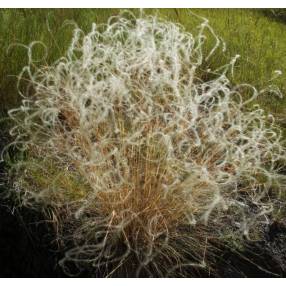 Stipa pennata, Stipe plumeuse