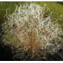 Stipa pennata, Stipe plumeuse