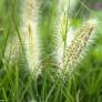 Pennisetum alopecuroides 'Compressum' - Herbe aux écouvillons