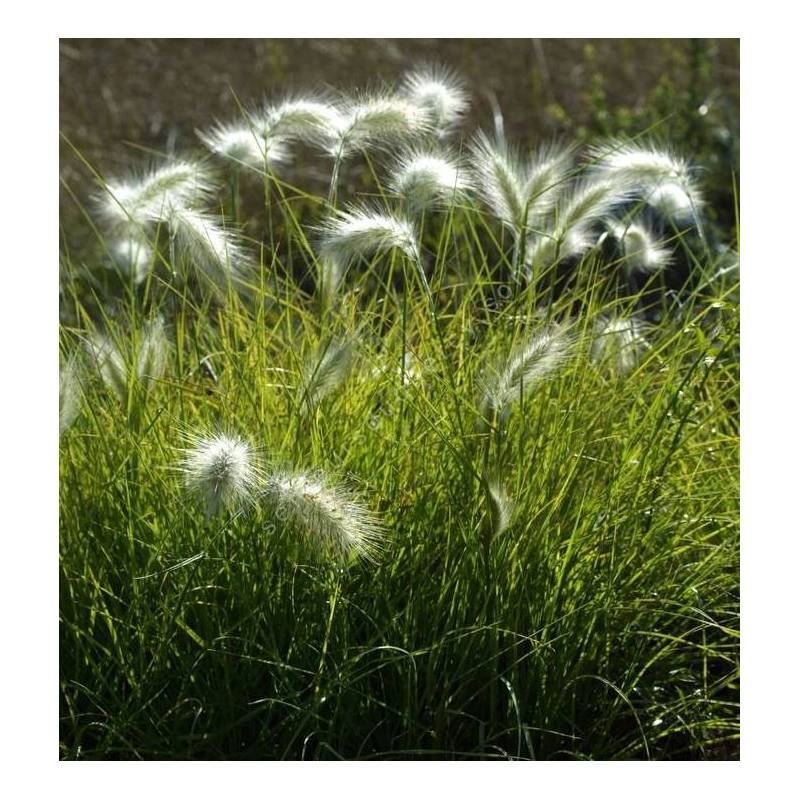 Pennisetum villosum - Herbe aux écouvillons