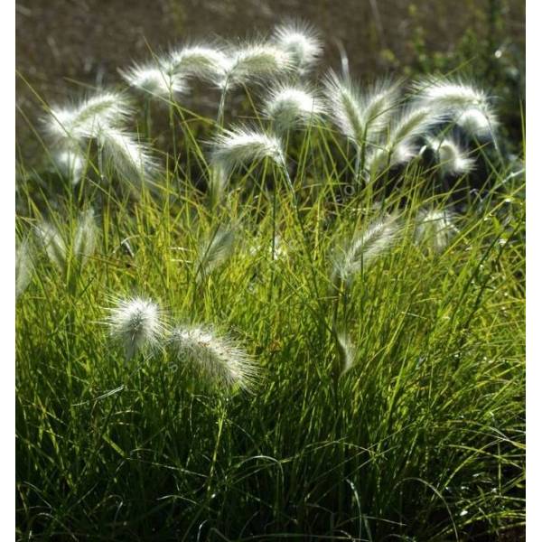 Pennisetum villosum - Herbe aux écouvillons