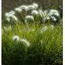 Pennisetum villosum - Herbe aux écouvillons