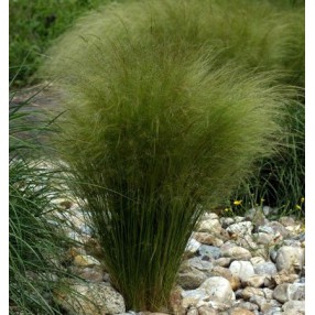 Nassella tenuissima - Stipa tenuifolia - Cheveux d'ange