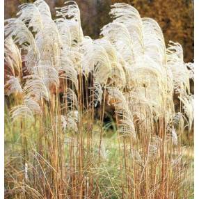 Miscanthus sinensis 'Graziella'