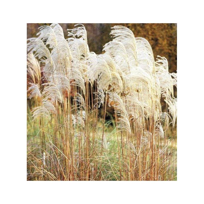 Miscanthus sinensis 'Graziella'