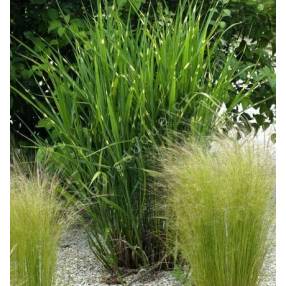 Miscanthus sinensis 'Zebrinus'