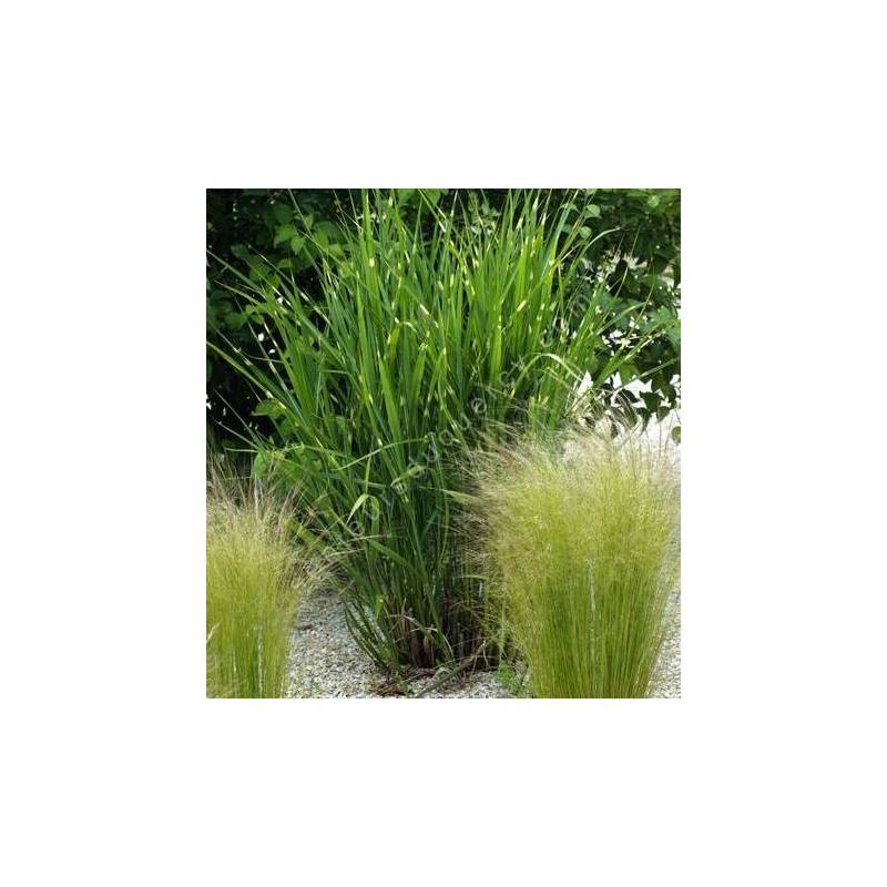 Miscanthus sinensis 'Zebrinus'