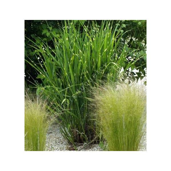 Miscanthus sinensis 'Zebrinus'