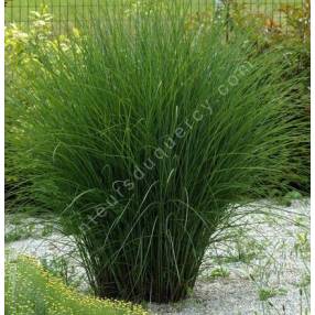 Miscanthus sinensis 'Gracillimus'