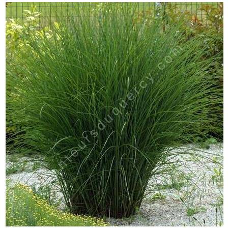 Miscanthus sinensis 'Gracillimus'