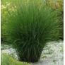 Miscanthus sinensis 'Gracillimus'