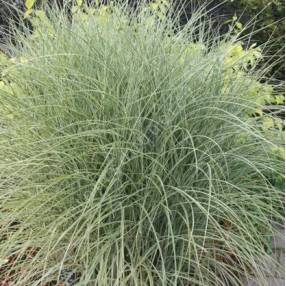 Miscanthus sinensis 'Morning Light'