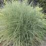 Miscanthus sinensis 'Morning Light'