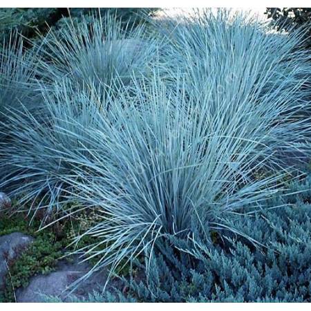 Helictotrichon sempervirens 'Pendula', Avoine Bleutée