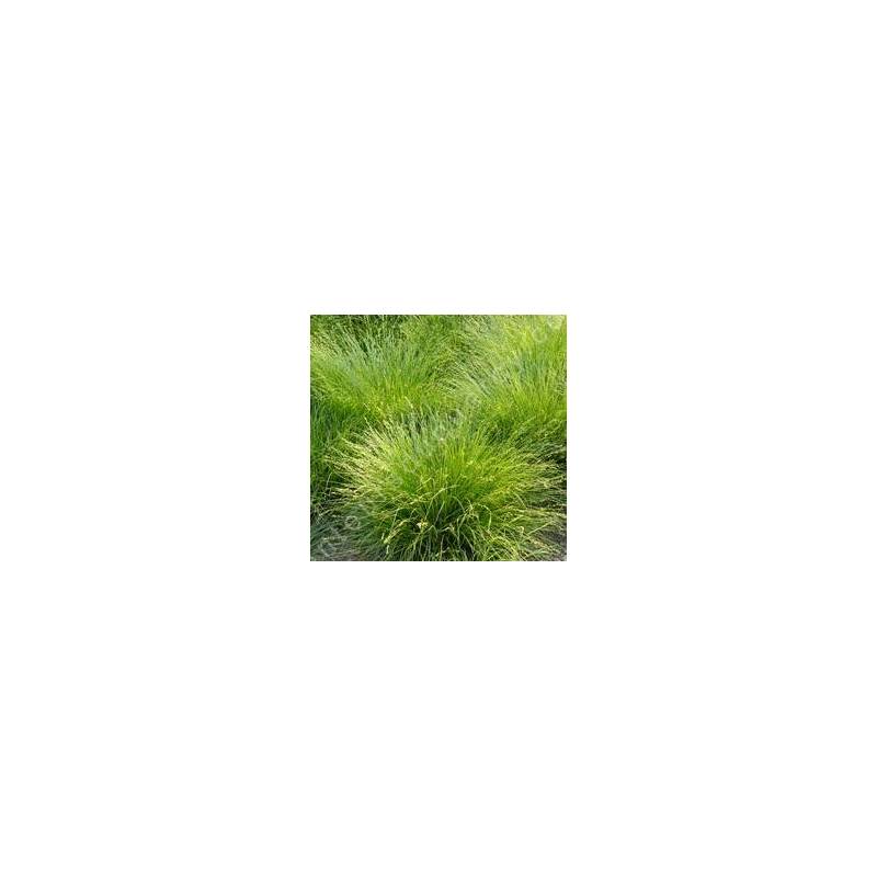 Carex muricata, Laîche