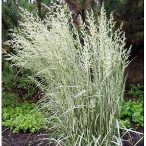 Calamagrostis x acutiflora 'Overdam' - Calamagrostide panaché