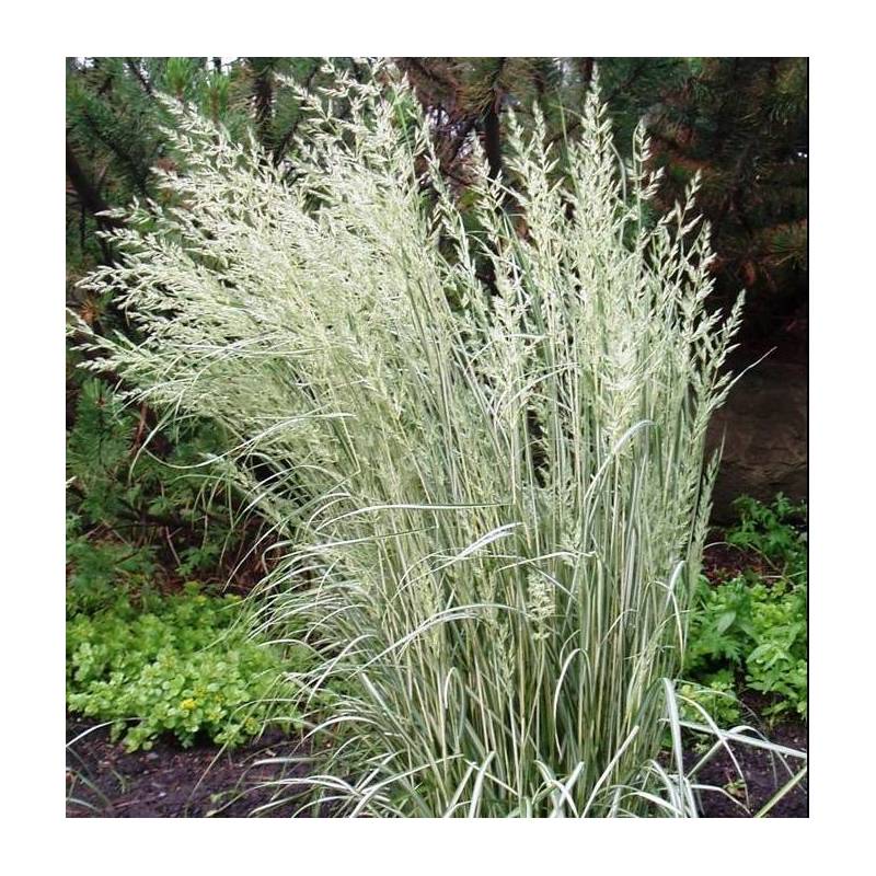 Calamagrostis x acutiflora 'Overdam' - Calamagrostide panaché