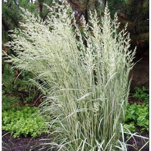 Calamagrostis x acutiflora 'Overdam' - Calamagrostide panaché