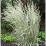 Calamagrostis x acutiflora 'Overdam' - Calamagrostide panaché