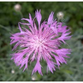 Centaurea simplicicaulis - Centaurée à tiges simples