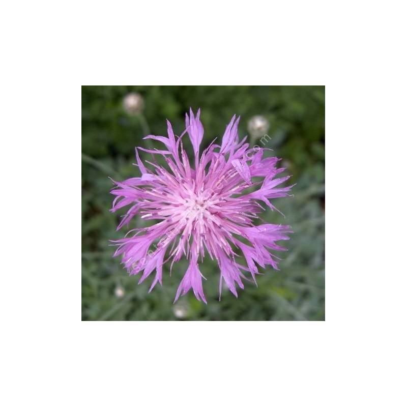 Centaurea simplicicaulis - Centaurée à tiges simples