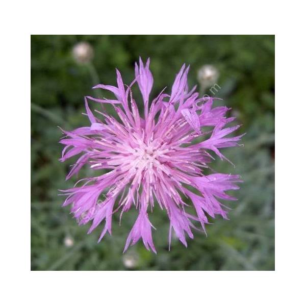 Centaurea simplicicaulis - Centaurée à tiges simples