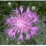 Centaurea simplicicaulis - Centaurée à tiges simples