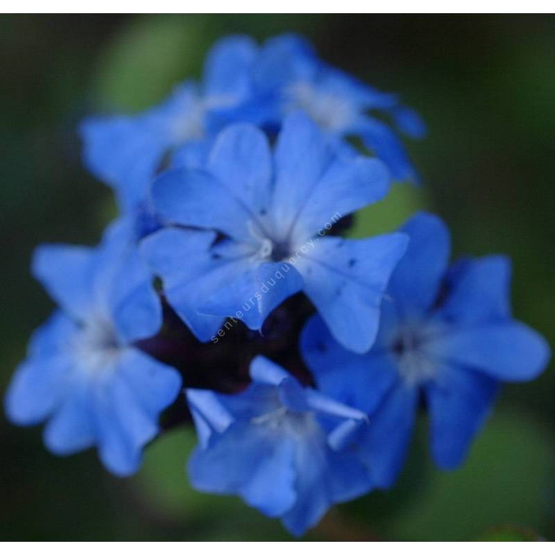 Ceratostigma griffithii, plumbago rampant