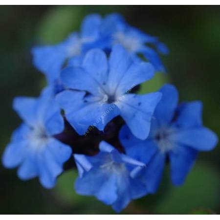 Ceratostigma griffithii, plumbago rampant