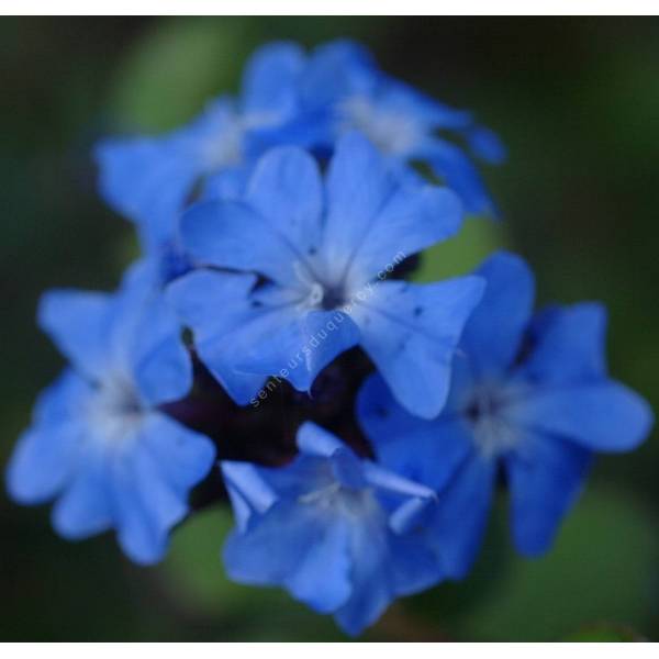 Ceratostigma griffithii, plumbago rampant